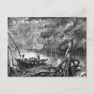 Carte Postale Forêt de mangrove