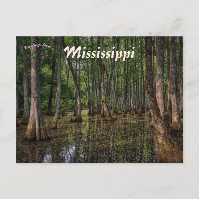 Carte Postale Forêt de marais dans le Mississippi (Devant)