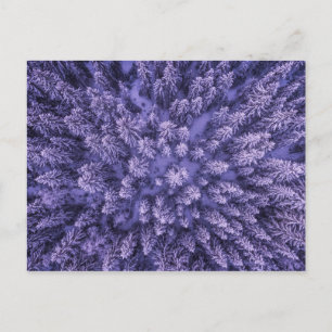 Carte Postale Forêt de neige norvégienne