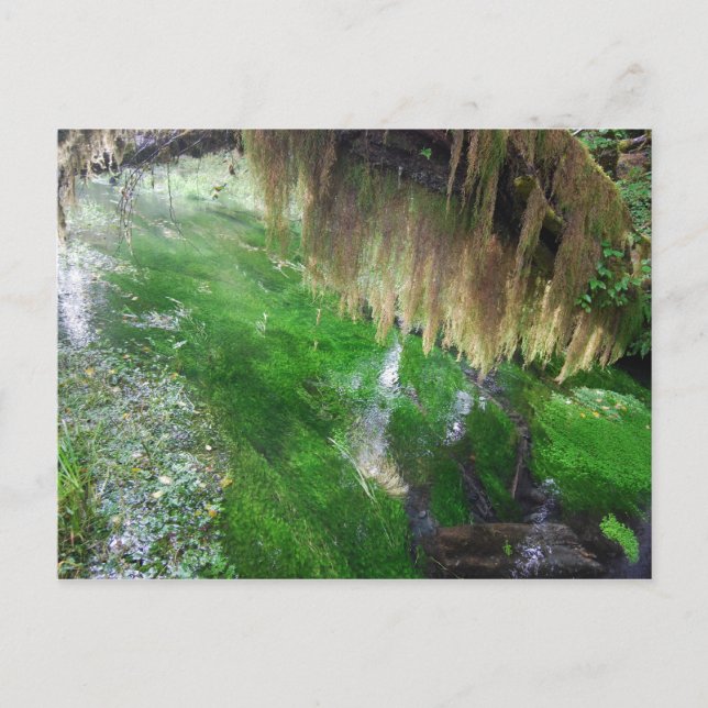 Carte Postale Forêt de pluie Hoh (Devant)