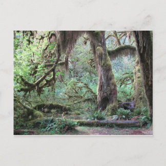 Carte Postale Forêt de pluie Hoh - Parc national olympique