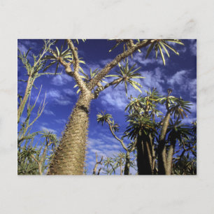 Carte Postale Forêt D'Épineux Formée De Pachypodium