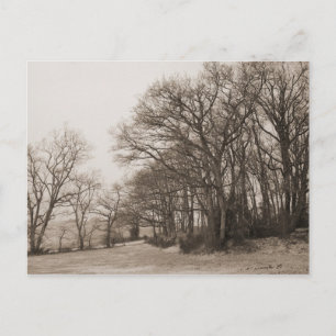 Carte Postale Forêt d'hiver