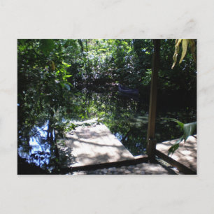Carte Postale Forêt forestière