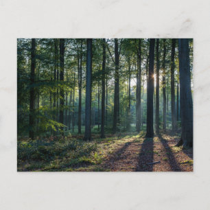 Carte Postale Forêt   Forêt Noire Allemagne