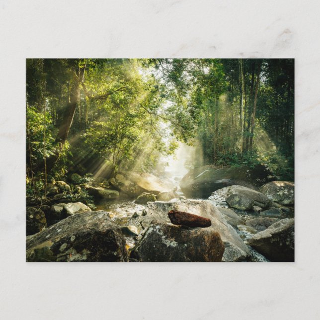 Carte Postale Forêt | Forêt tropicale de la Jungle (Devant)