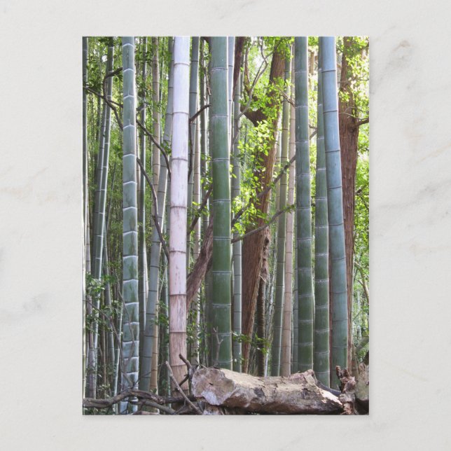 Carte Postale Forêt géante japonaise de bambou, Sagano, Kyoto, J (Devant)