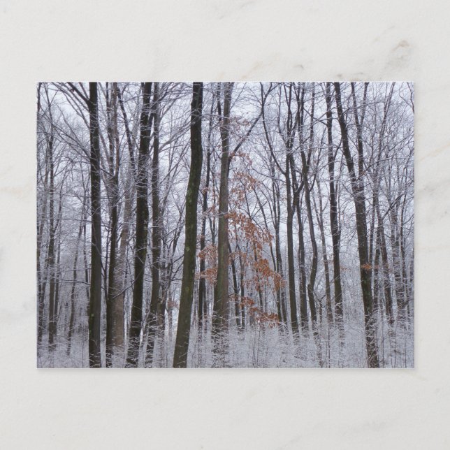 Carte Postale Forêt huppée neige paysage d'hiver Photographie (Devant)