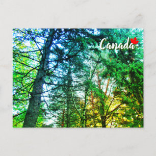 Carte Postale Forêt Mélange de terres boisées d'arbres Canada