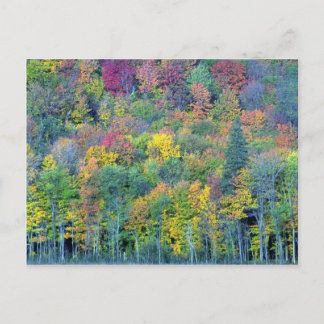 Carte Postale Forêt mixte de feuillus, Parc Gatineau (Québec), C