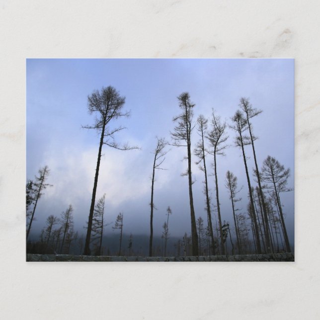 Carte Postale Forêt morte (Devant)