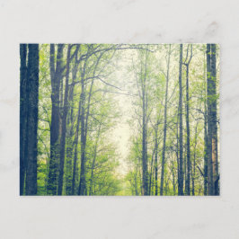 Carte Postale Forêt mystique