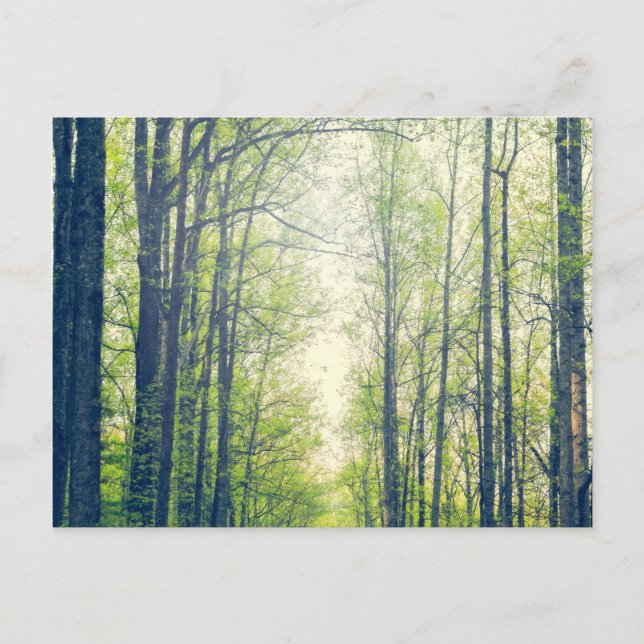 Carte Postale Forêt mystique (Devant)