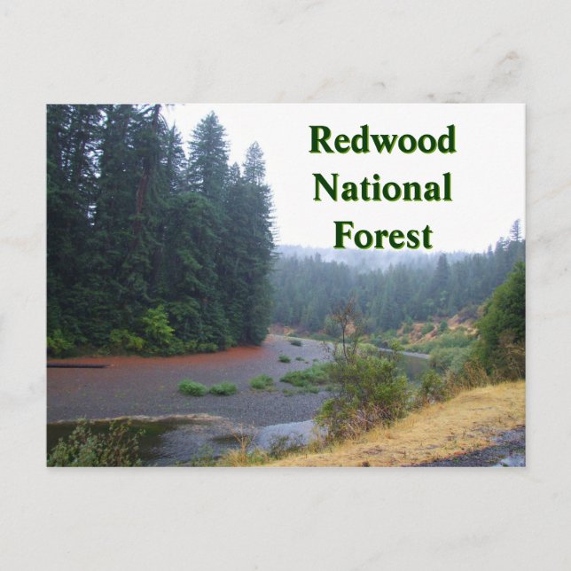 Carte Postale Forêt nationale de Redwood (Devant)