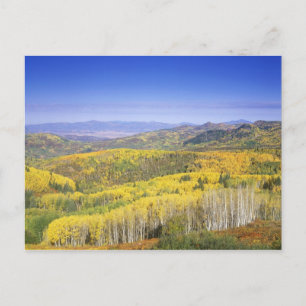 Carte Postale Forêt nationale de Routt en couleur d'automne, prè