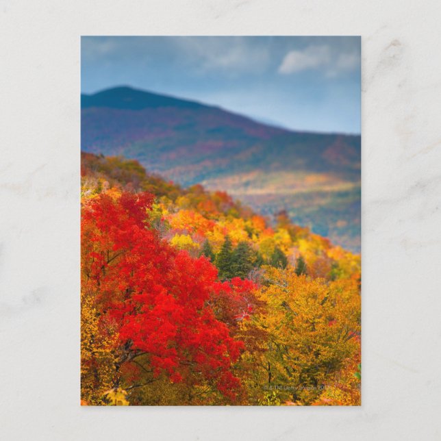 Carte Postale Forêt nationale de White Mountains (Devant)