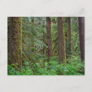 Carte Postale Forêt nationale de Willamette Oregon