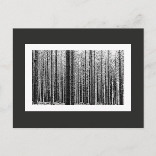 Carte Postale Forêt (noir et blanc) (Devant)