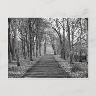 Carte Postale Forêt noire/blanche