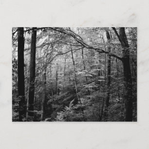 Carte postale Forêt Noire et Blanc