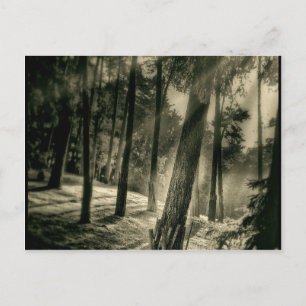 Carte Postale Forêt-Noire et Blanche Cool Sun Rays Nature Cadeau