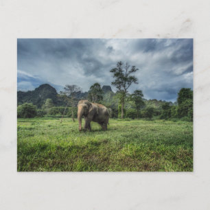 Carte Postale Forêt   Parc national de Kao Sok