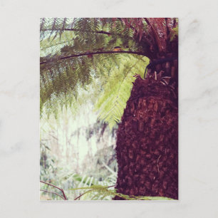 Carte Postale Forêt pluviale de fougères