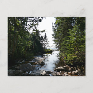 Carte Postale Forêt près de Hunters Beach à Acadia National Park