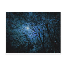 forêt sombre enchantée