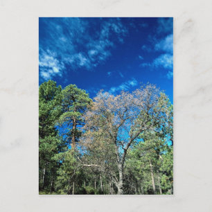 Carte Postale Forêt sur le mont Laguana, parc d'état de Clevelan