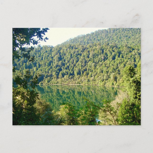 Carte Postale Forêt tempérée de Valdivian, Chili (Devant)