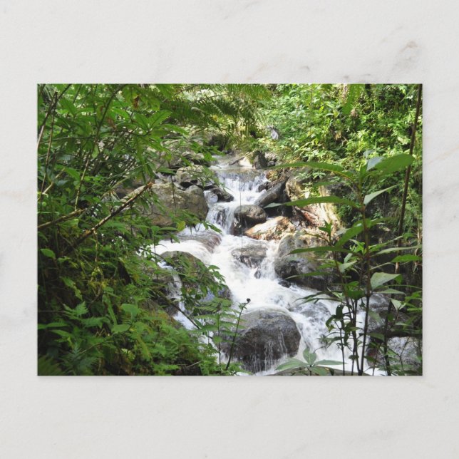Carte Postale Forêt tropicale d'Yunque, Porto Rico (Devant)