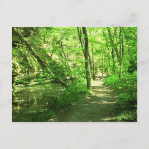 Carte Postale Forêt verte