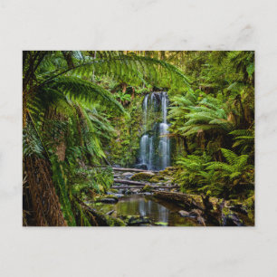 Carte Postale Forêts   Beauchamp Falls Australie