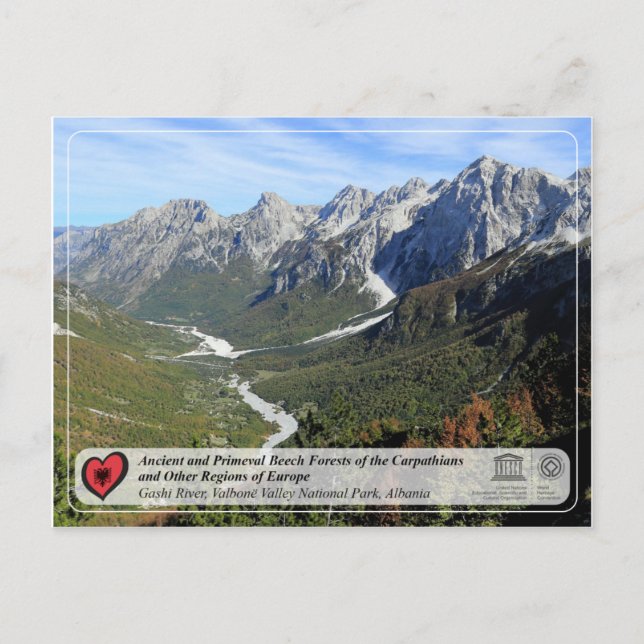 Carte Postale Forêts de hêtres anciennes et primitives - rivière (Devant)