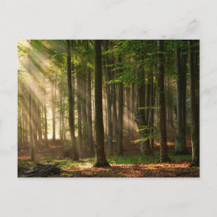 Carte Postale Forêts   Forêt d'automne