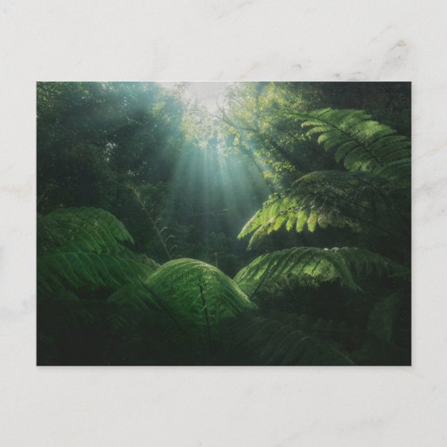 Carte Postale Forêts | Fougères en forêt tropicale (Devant)