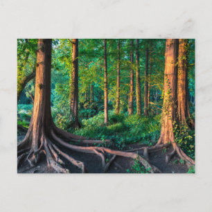 Carte Postale Forêts   Verdure & Forêt
