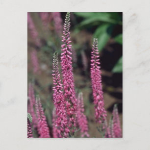Carte Postale Forma rose, (Veronica Longifolia)