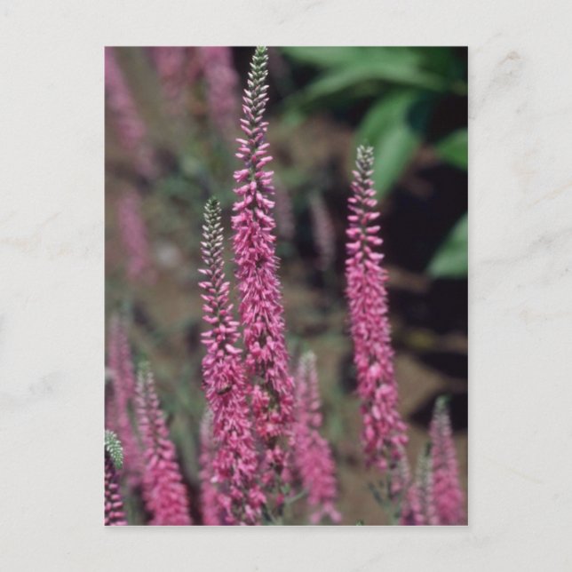 Carte Postale Forma rose, (Veronica Longifolia) (Devant)