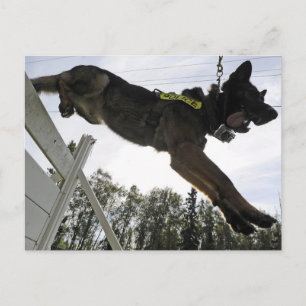 Carte Postale Formation des chiens de police bergers allemands