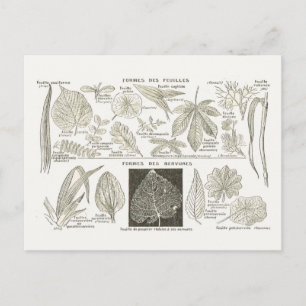 Carte Postale Formation des feuilles