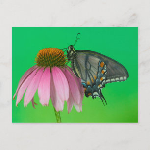 Carte Postale Forme noire de machaon oriental de tigre