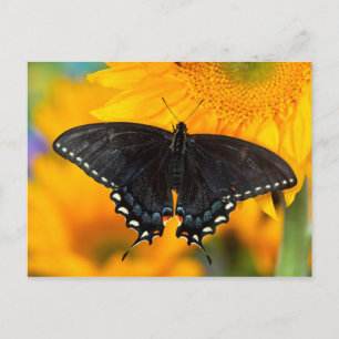 Carte Postale Forme noire du papillon tigre de l'Est