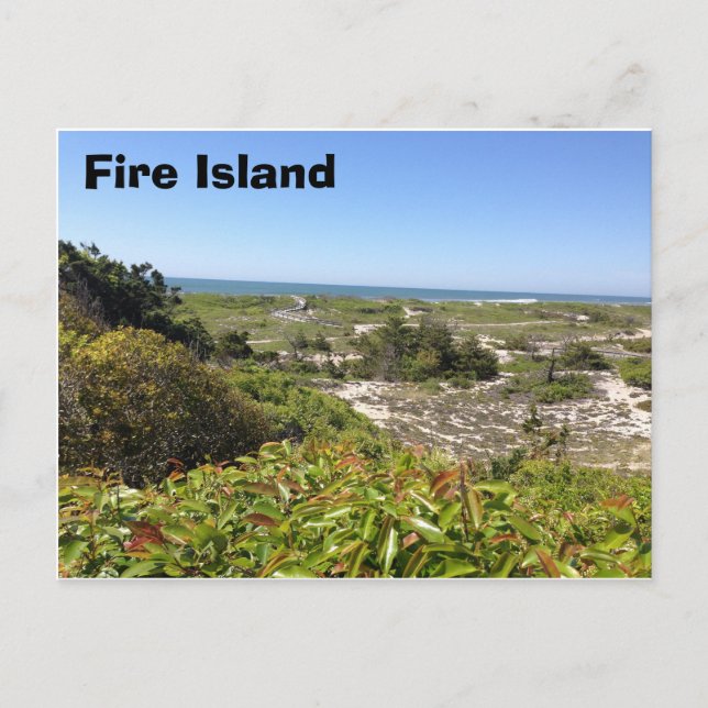 Carte Postale Forrest, Fire Island, NY (Devant)