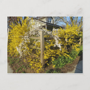 Carte Postale Forsythia