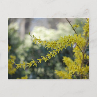 Carte postale Forsythia Jaune