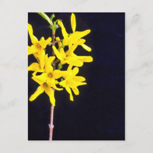 Carte Postale Forsythia jaune Fleurs de brindilles