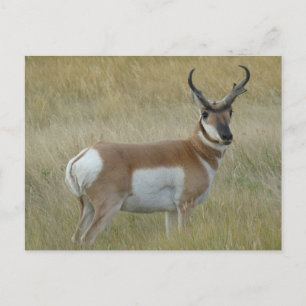 Carte Postale Fortune d'antilope d'A1 Pronghorn