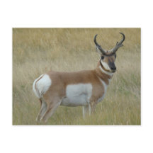 Fortune d'antilope d'A1 Pronghorn